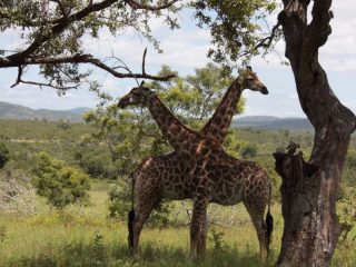 Parc Krugger en Afrique du Sud