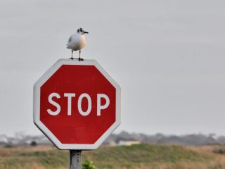 Les oiseaux