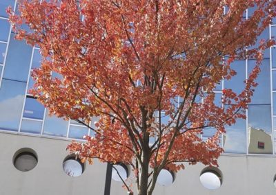 Arbre rouge d'automne, Sabine