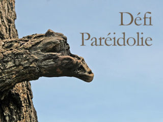 Défi « Paréidolie ».